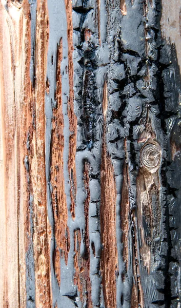 Textura Árbol Coníferas Dañado Por Fuego —  Fotos de Stock