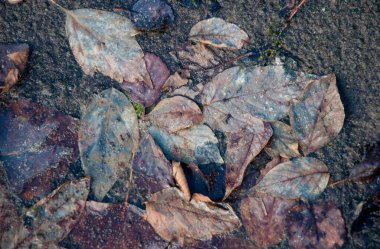 Çürümüş yapraklar kirli bir arka plan gibi