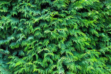 Arkaplan olarak hep yeşil ağaçların dalları