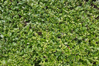 Arkaplan olarak yeşil bir çit