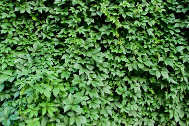 Arkaplan olarak yeşil tırmanma bitkileri