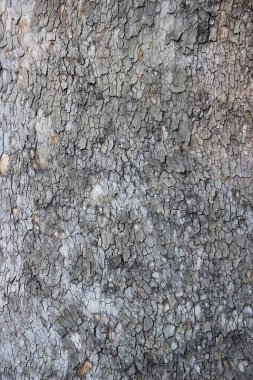 Yaşlı bir ağacın kabuğunun dokusu