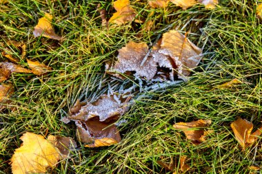 Kış erken geldi. Yeşil çimlerde buz ve ölü yapraklar.