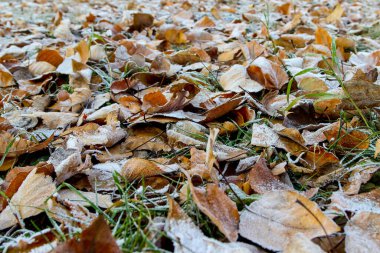 Kış erken geldi. Yeşil çimlerde buz ve ölü yapraklar. Seçici odaklı arkaplan fotoğrafı