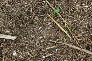 İlkbaharda eriyen kardan sonra gölün kurumuş kıyısı.