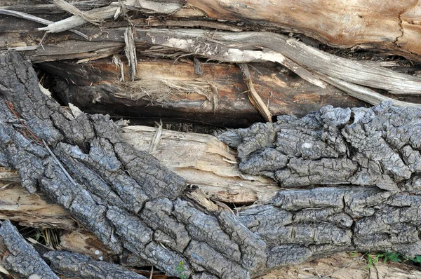 Écorce Vieil Arbre Pourri Comme Arrière Plan — Photo