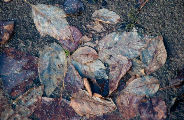 Çürümüş yapraklar kirli bir arka plan gibi