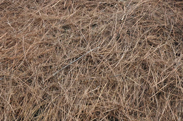 Hay Closeup Background — Stock Photo, Image