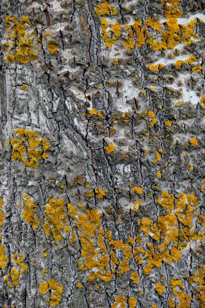 이끼로 나무껍질을 클로즈업 — 스톡 사진