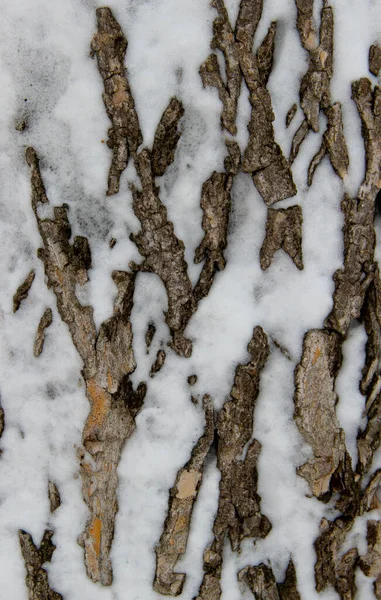 Corteza Viejo Árbol Cubierto Nieve —  Fotos de Stock