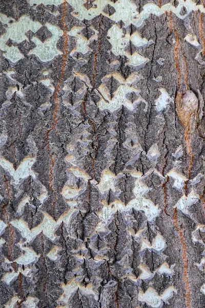 나무껍질을 접붙이는 — 스톡 사진