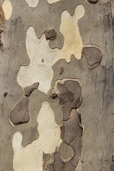 Кора Платанового Дерева Узором — стоковое фото