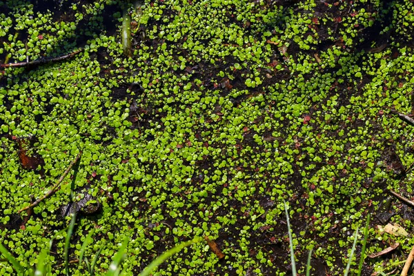 Primo Piano Della Superficie Dello Stagno Completamente Ricoperto Anatra Foto — Foto Stock