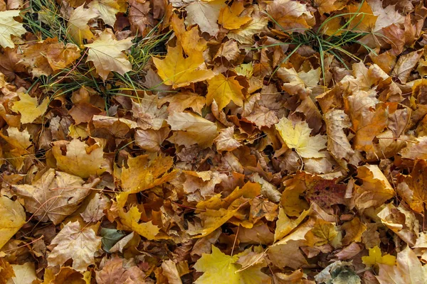 Ground Completely Covered Various Dead Leaves Background — Stock Photo, Image