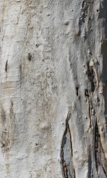 Textura Árbol Viejo Con Madera Desnuda —  Fotos de Stock