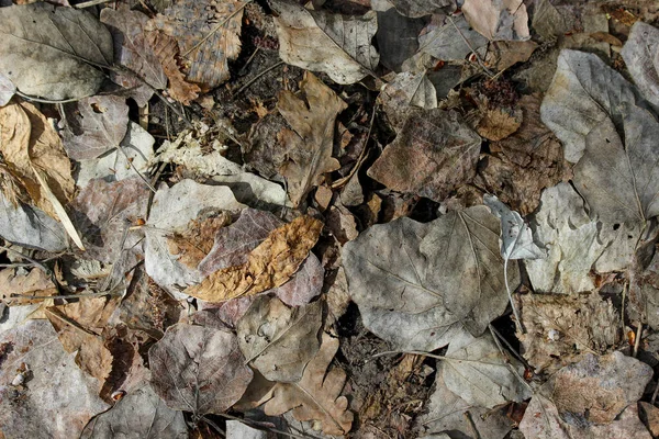 Texture Dead Leaves Covering Ground — Stock Photo, Image