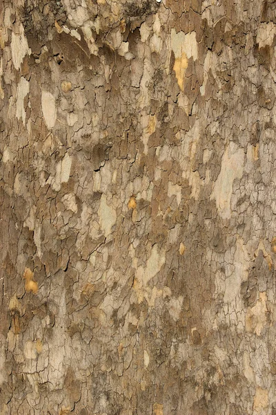 Patterned Bark Tree — Stock Photo, Image