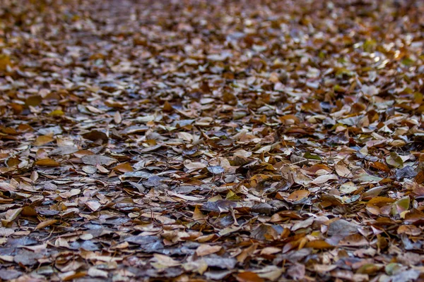 さまざまな枯れ葉で完全に覆われた地面 選択的焦点の背景写真 — ストック写真