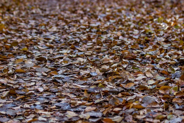 Sol Entièrement Recouvert Diverses Feuilles Mortes Perspective Photo Fond Avec — Photo