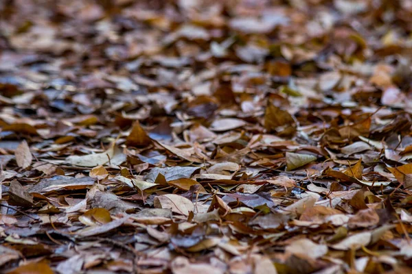 Ground Completely Covered Various Dead Leaves Perspective Background Photo Selective — Stock Photo, Image