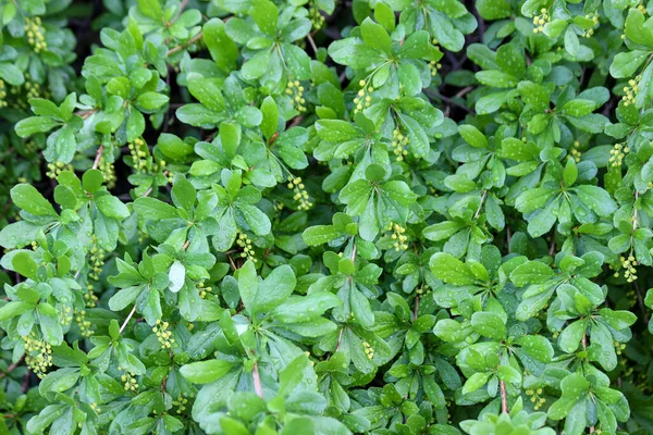 Arkaplan olarak su damlalarıyla kaplanmış böğürtlen (Berberis vulgaris) yaprakları ve çiçek tomurcukları
