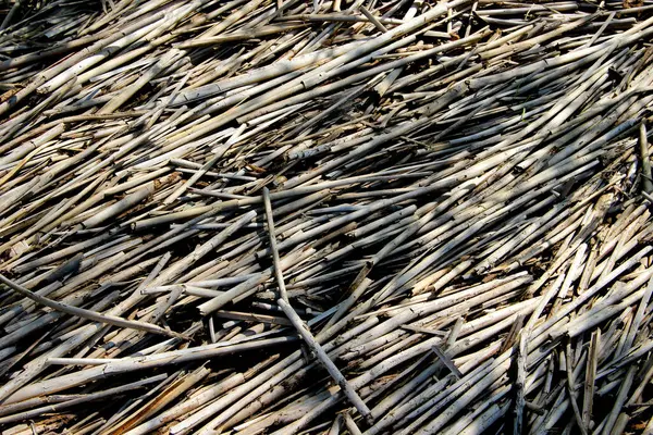 Texture Dried Cane — Stock Photo, Image