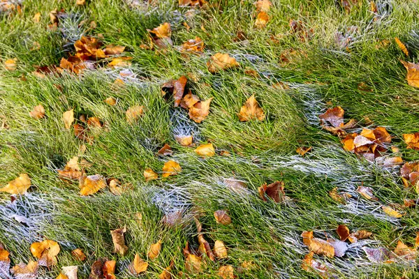 Inverno Chegou Cedo Geada Uma Grama Verde Folhas Mortas — Fotografia de Stock