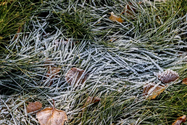 Inverno Chegou Cedo Geada Uma Grama Verde Folhas Mortas — Fotografia de Stock