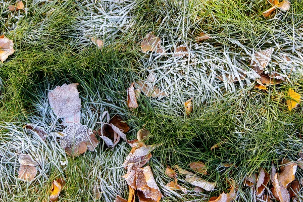 Korán Jött Tél Fagy Zöld Füvön Halott Levelek — Stock Fotó