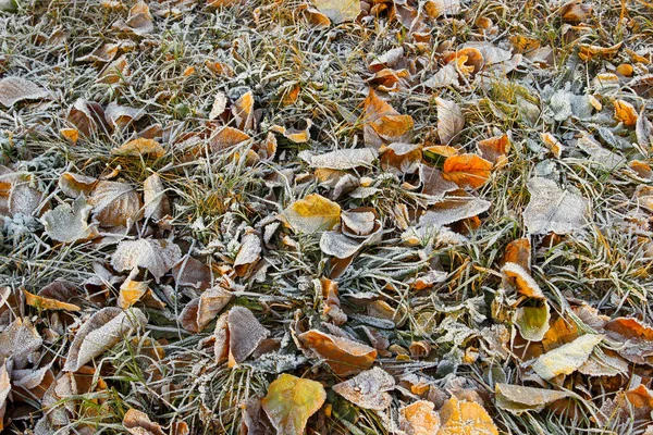 Korán Jött Tél Fagy Zöld Füvön Halott Levelek Háttér Fotó — Stock Fotó