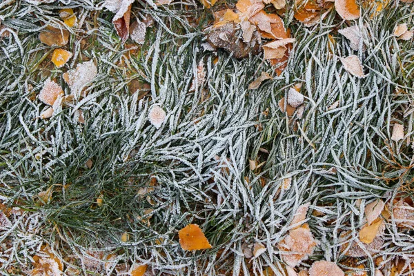 Winter Came Early Frost Green Grass Dead Leaves — Stock Photo, Image