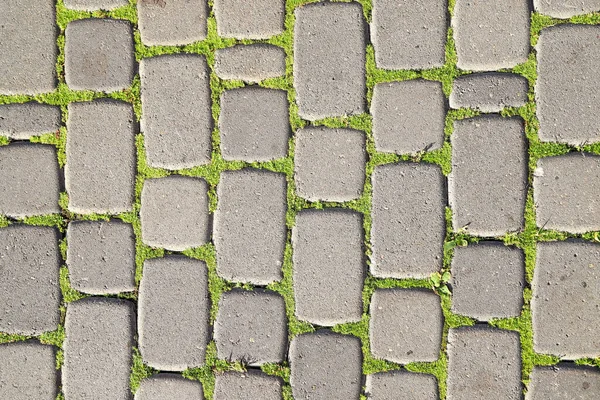 Texture Diy Garden Path Made Concrete Poured Paver Forms Grass — Stock Photo, Image