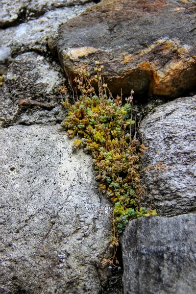 Closeup Ancient Wall Made Natural Rocks Sedum Plants Blocks — Stock Photo, Image