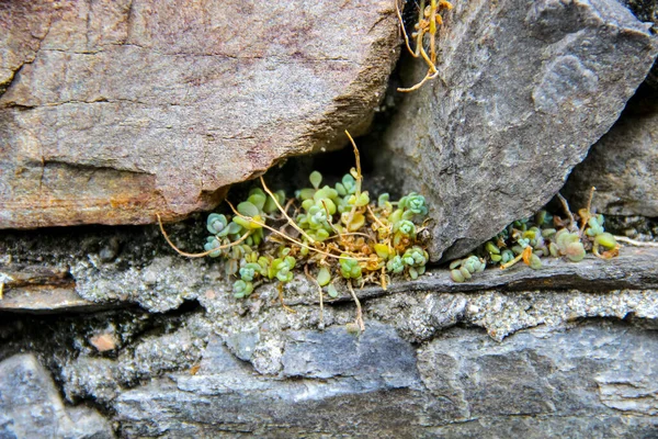 암석으로 만들어 고대의 벽돌들 사이에 식물을 — 스톡 사진
