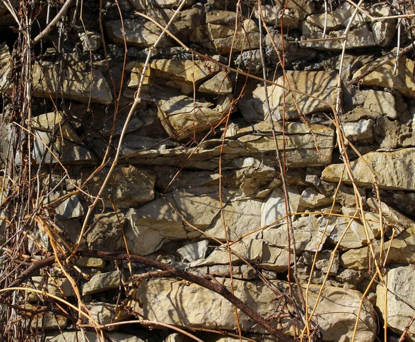 Υγρός Τοίχος Από Φυσικούς Βράχους Καλυμμένος Γυμνά Κλαδιά Αναρριχώμενων Φυτών — Φωτογραφία Αρχείου