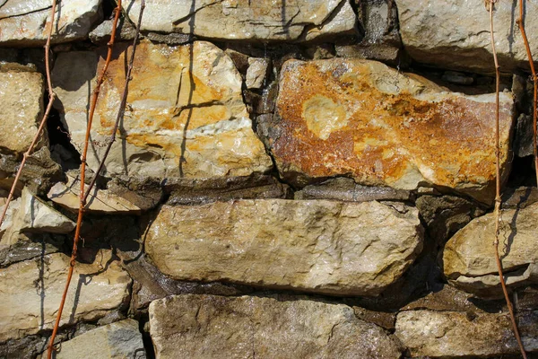Влажная Стена Натуральных Скал Покрытая Голыми Сосудами Альпинистских Растений — стоковое фото