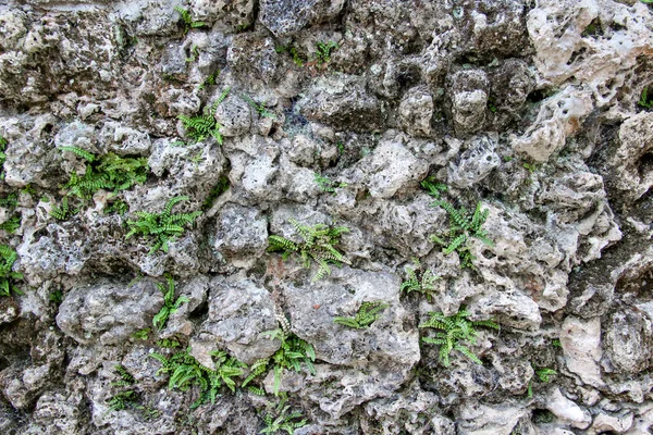 Стена Натурального Камня Паутиной Камнях Растениями Растущими Между Камнями — стоковое фото