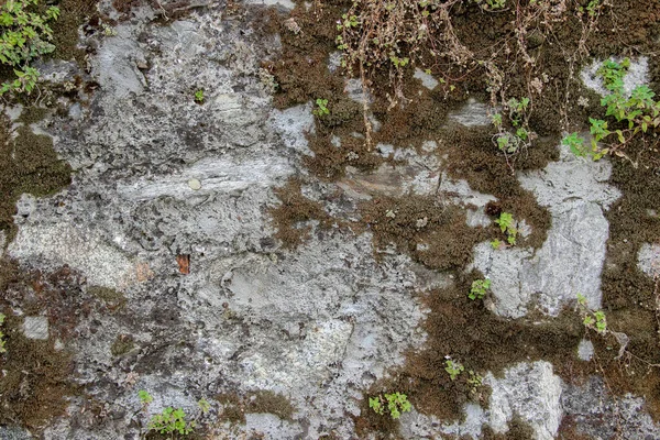 Parede Pedra Coberta Com Musgo Plantas Que Crescem Entre Pedras — Fotografia de Stock