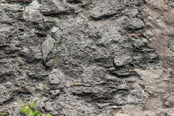 Una Vecchia Roccia Intemperie Con Piante Crepe Come Sfondo — Foto Stock
