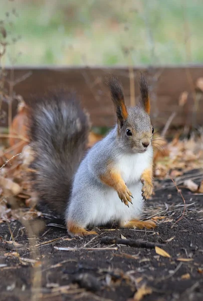 Closeup Esquilo Vermelho Eurasiano Sciurus Vulgaris Casaco Inverno Cinza Suas — Fotografia de Stock