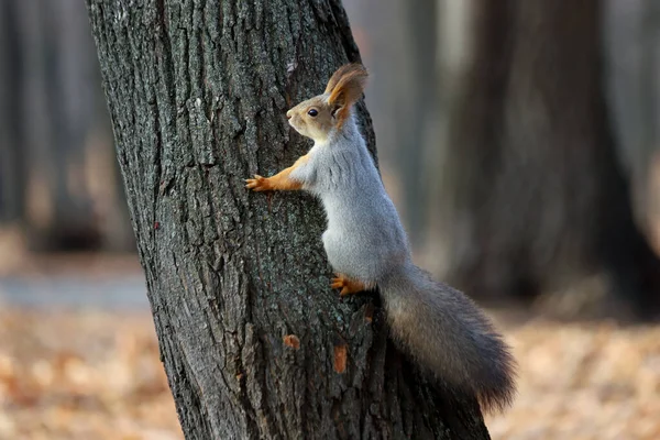 ユーラシアの赤いリスの閉鎖 Sciurus Valgaris 灰色の冬のコートクライミングツリーで — ストック写真