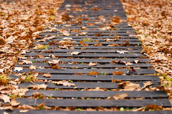 An old damaged wooden path in a park with dry oak leaves and some green grass between boards. Photo in perspective with selective focus