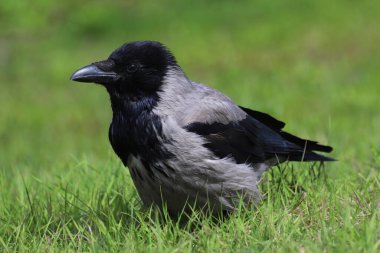 Kapüşonlu bir karganın, Corvus Cornix 'in, baharda çimlerin üzerindeki yeşil bulanık arka planda yakın çekimi.