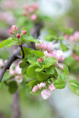 Doğanın uyanışı. Çiçek açan bir meyve ağacının dalında yeşil bulanık arka planda güzel pembe çiçek tomurcukları. Seçici odaklı fotoğraf