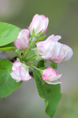 Doğanın uyanışı. Çiçek açan bir meyve ağacının dalında yeşil bulanık arka planda güzel pembe çiçek tomurcukları.