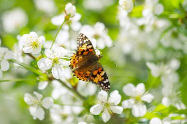 Doğanın uyanışı. Baharda beyaz çiçeklerin üzerinde boyalı kadın olarak bilinen güzel renkli kelebek Vanessa Cardui. Bulanık arkaplanlı fotoğraf
