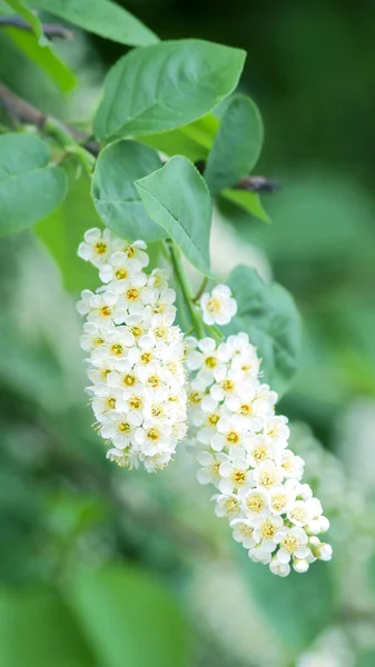 Filial Ett Blommande Träd Med Klasar Små Vita Blommor Grön — Stockfoto