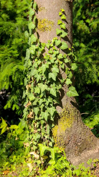 Ivy Arrampica Sul Tronco Albero Verticale Sfondo Verde Foto — Foto Stock