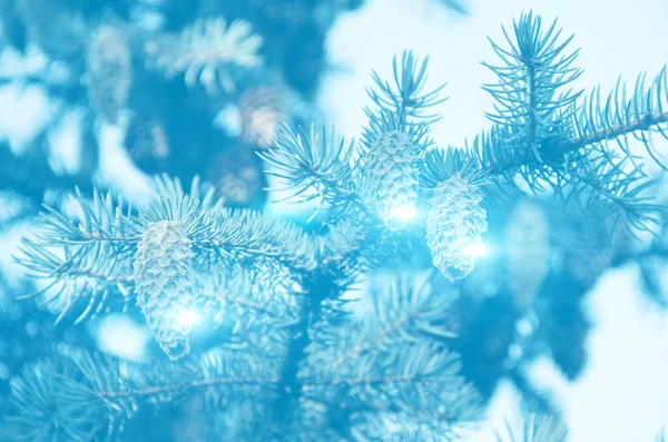 Winter beauty. A fir tree branch with three cones on light blue blurred background. Selective focus. Can be used for cards, posters, as wallpapers and screen themes.