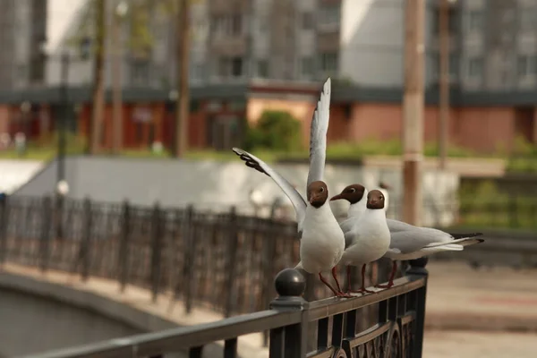 河鸥在城市的堤岸上筑起了栏杆 — 图库照片